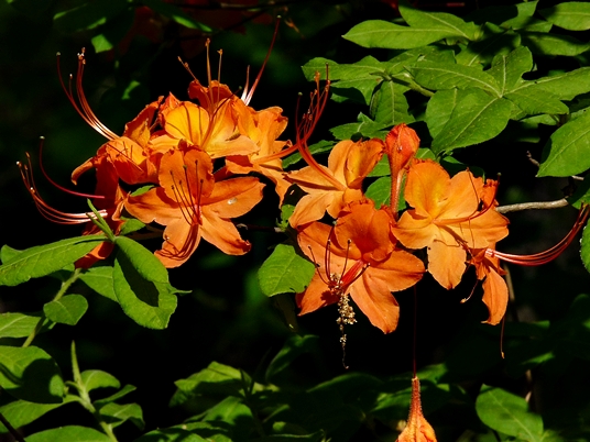 {Rhododendron calendulaceum}